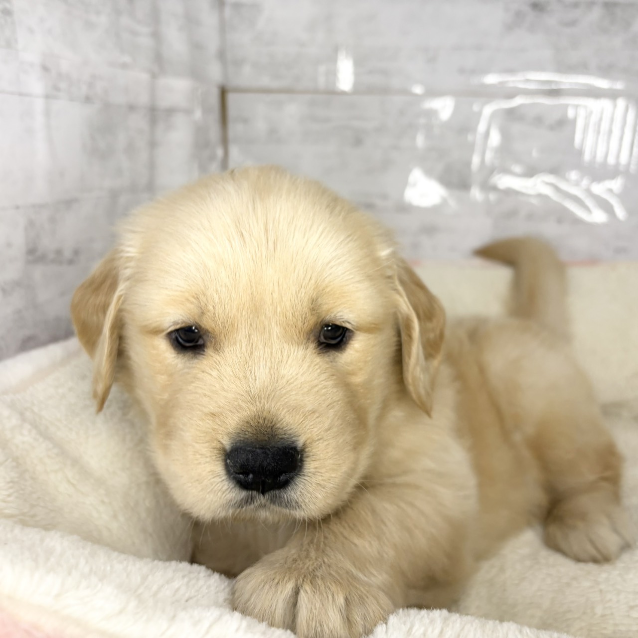 長野県のゴールデンレトリバー (犬の家＆猫の里塩尻店/2025年9月15日生まれ/女の子/ゴールデン)の子犬の2枚目の画像