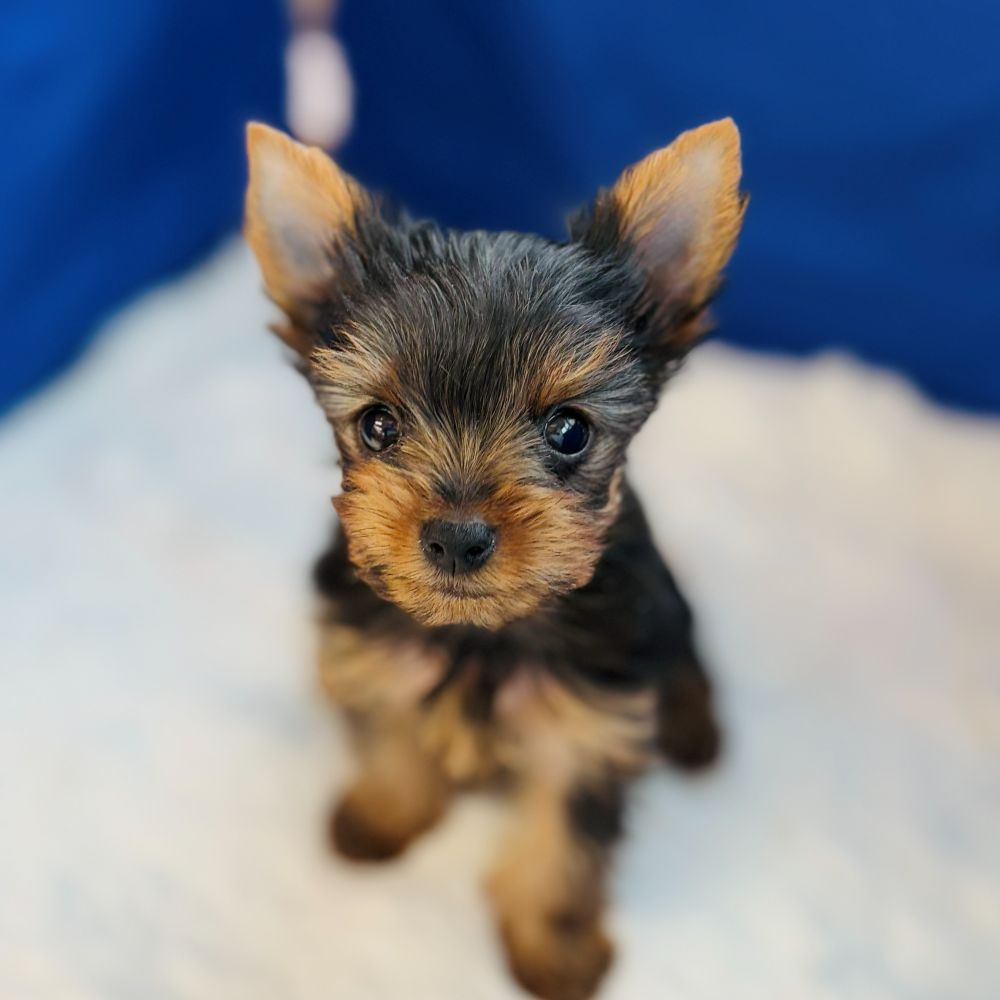 愛知県のヨークシャーテリア (犬の家＆猫の里愛知刈谷店/2025年9月14日生まれ/男の子/スチールブルータン)の子犬の1枚目の画像