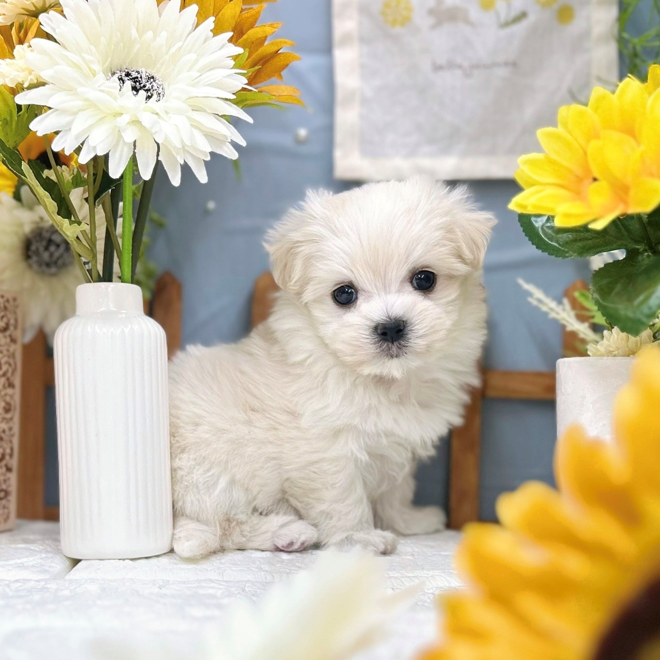 千葉県のマルチーズ (犬の家＆猫の里ワンズモール稲毛店/2025年9月14日生まれ/女の子/ホワイト)の子犬の1枚目の画像