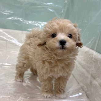 静岡県のマルプー(マルチーズ×プードル) (犬の家＆猫の里マークイズ静岡店/2025年9月13日生まれ/男の子/アプリコット)の子犬の1枚目の画像