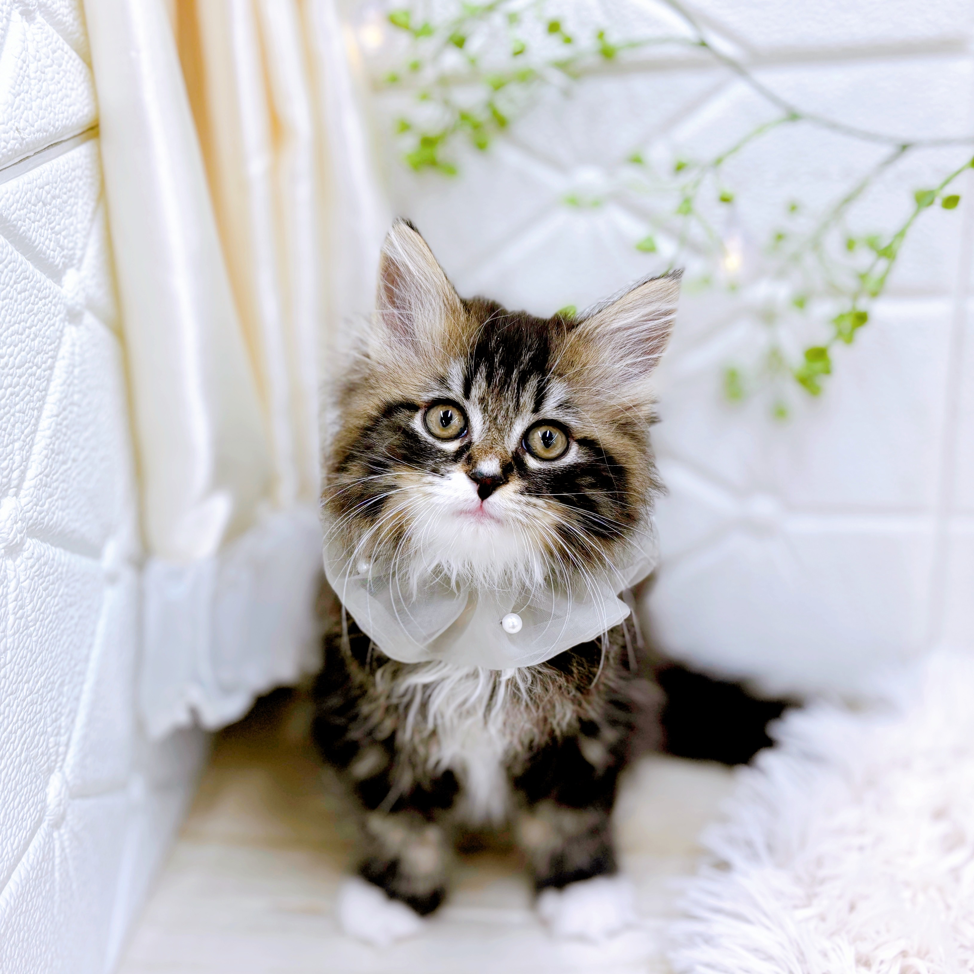 福井県のサイベリアン (犬の家＆猫の里アミーゴ福井店/2025年9月16日生まれ/男の子/ブラウンタビーホワイト)の子猫の2枚目の画像