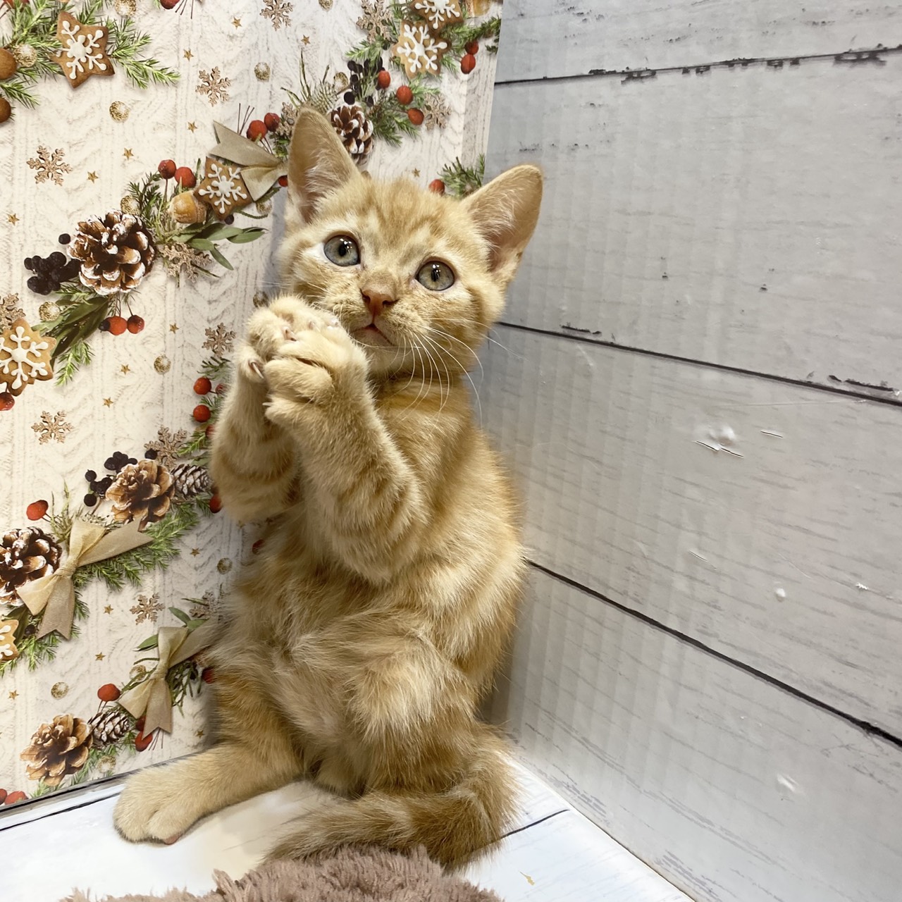 長野県のアメリカンショートヘアー (犬の家＆猫の里カインズ梓川店/2025年9月16日生まれ/男の子/レッドタビー)の子猫の2枚目の画像