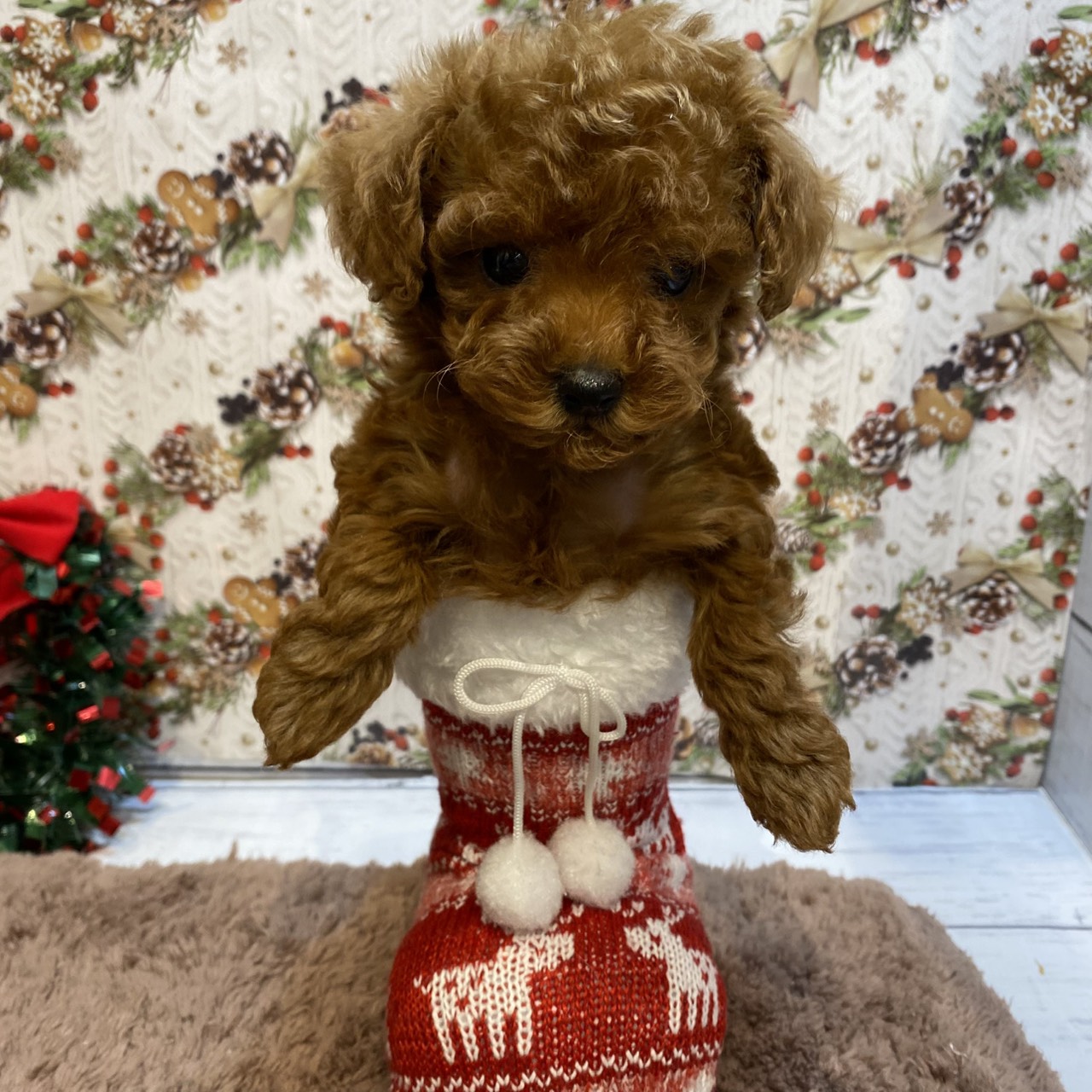 長野県のトイプードル(タイニー) (犬の家＆猫の里カインズ梓川店/2025年9月15日生まれ/女の子/レッド)の子犬の2枚目の画像