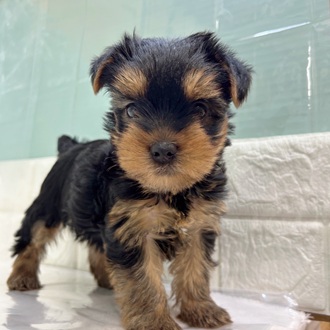 静岡県のヨークシャーテリア (犬の家＆猫の里マークイズ静岡店/2025年9月15日生まれ/女の子/スチールブルータン)の子犬の1枚目の画像