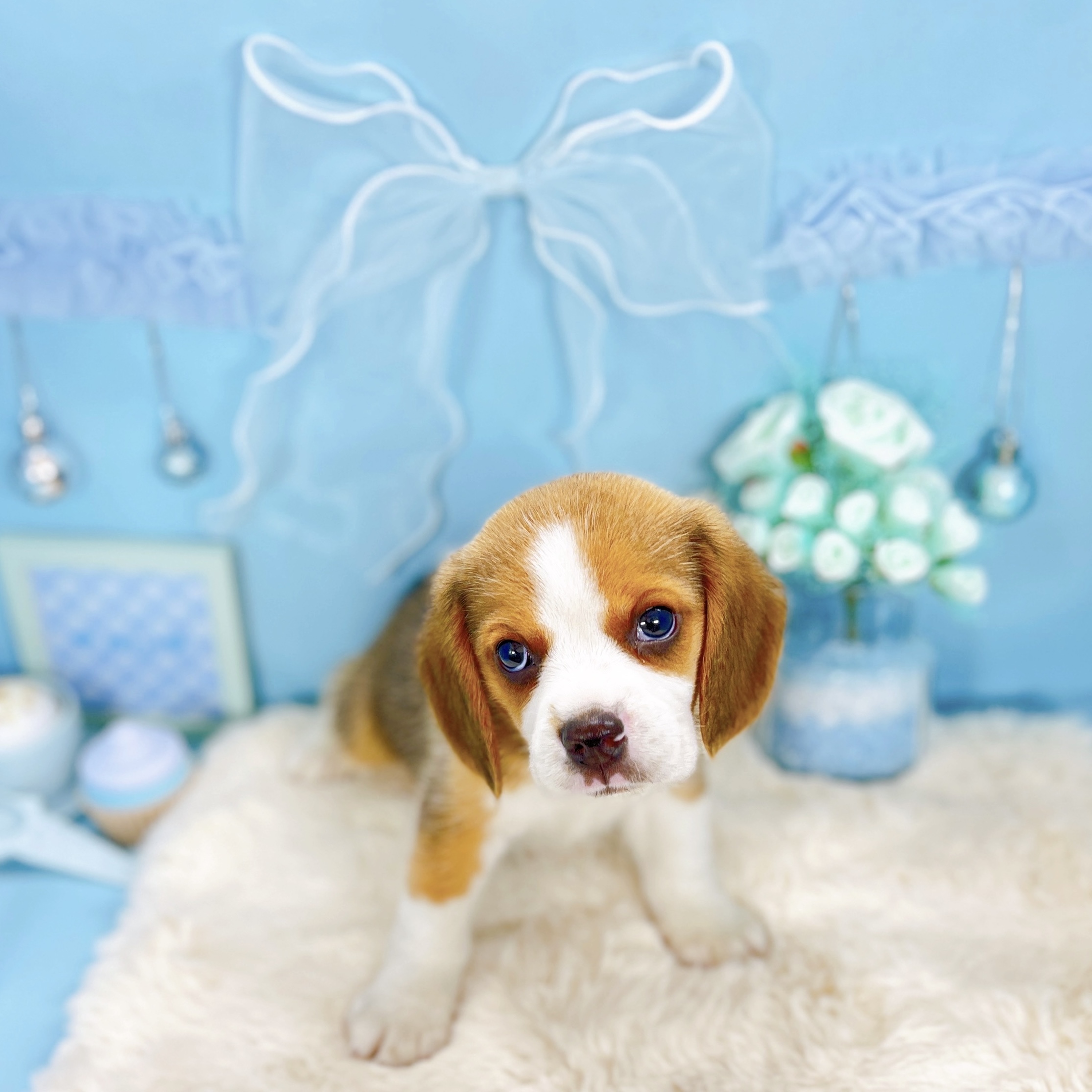 福井県のビーグル (犬の家＆猫の里アミーゴ福井大和田店/2025年9月14日生まれ/男の子/ブラックタンホワイト)の子犬の2枚目の画像