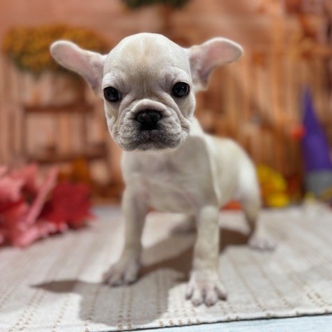 福岡県のフレンチブルドッグ (犬の家＆猫の里トリアス久山店/2025年9月16日生まれ/女の子/クリーム)の子犬の2枚目の画像