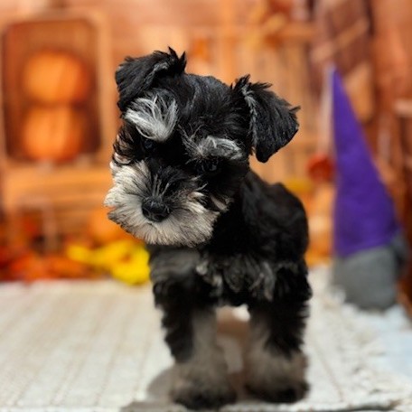 福岡県のミニチュアシュナウザー (犬の家＆猫の里トリアス久山店/2025年9月13日生まれ/女の子/ブラックシルバー)の子犬の2枚目の画像