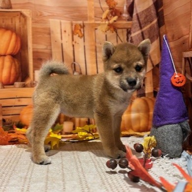 福岡県の豆柴 (犬の家＆猫の里トリアス久山店/2025年9月15日生まれ/女の子/赤)の子犬の2枚目の画像