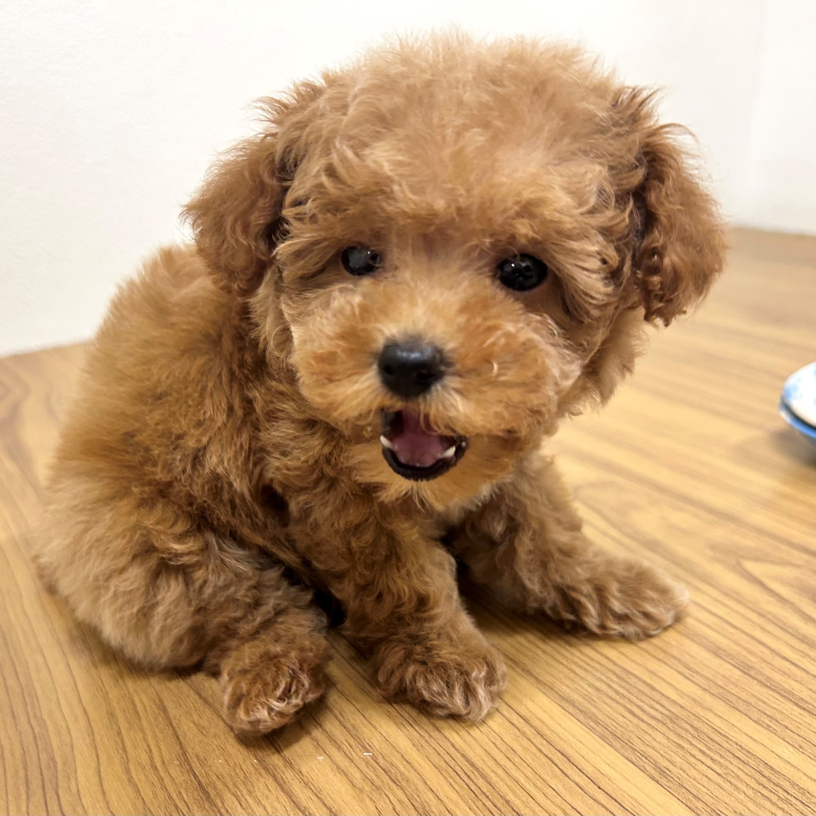 福岡県のトイプードル(トイ) (犬の家＆猫の里トリアス久山店/2025年9月15日生まれ/女の子/レッド)の子犬の2枚目の画像