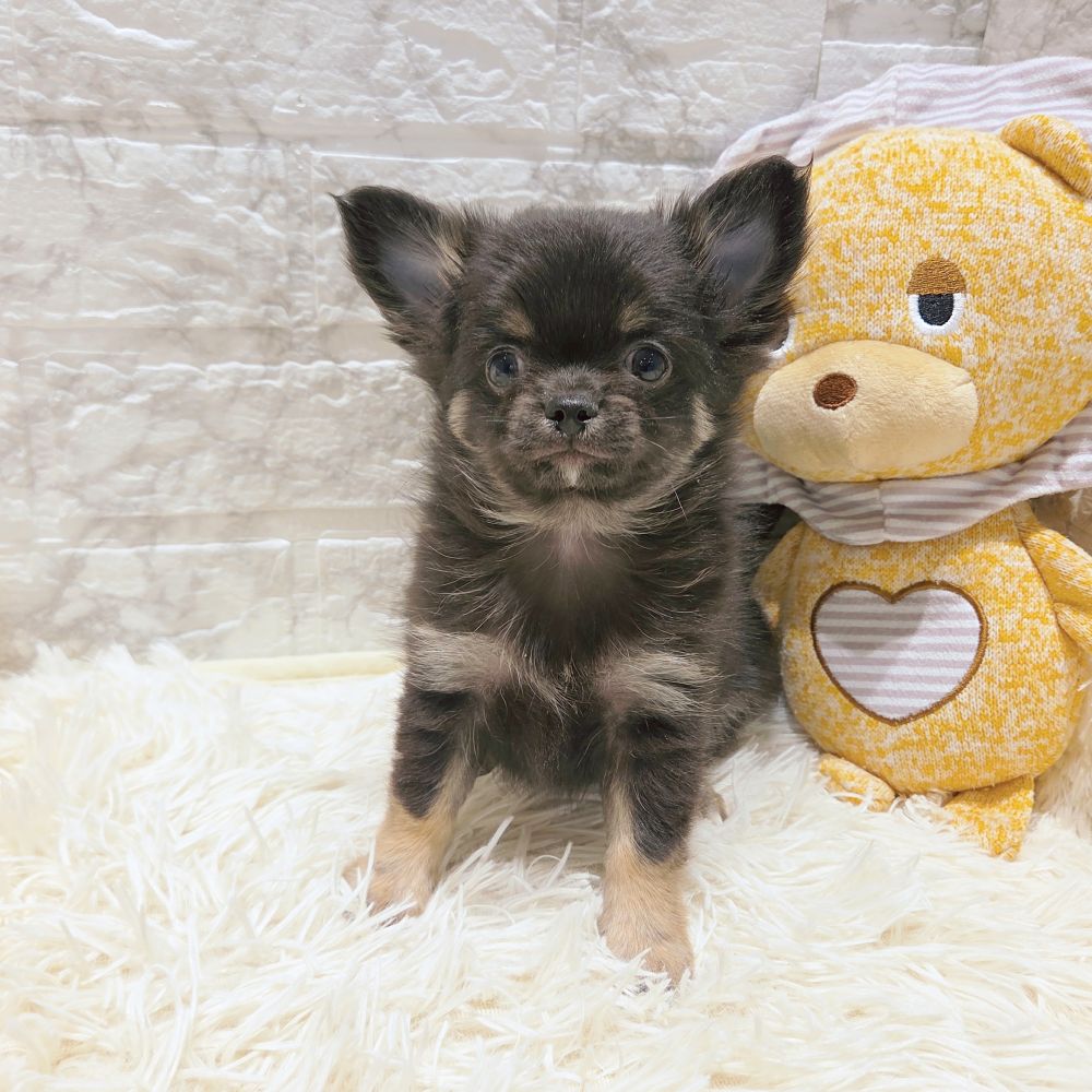 愛知県のチワワ(ロング) (犬の家＆猫の里MiO香久山店/2025年9月15日生まれ/男の子/ブラックタンホワイト)の子犬の1枚目の画像