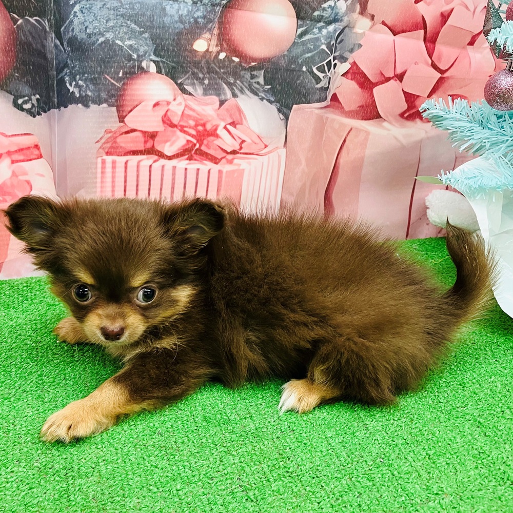 愛知県のチワワ(ロング) (犬の家＆猫の里名古屋天白店/2025年9月15日生まれ/女の子/チョコレートタンホワイト)の子犬の2枚目の画像