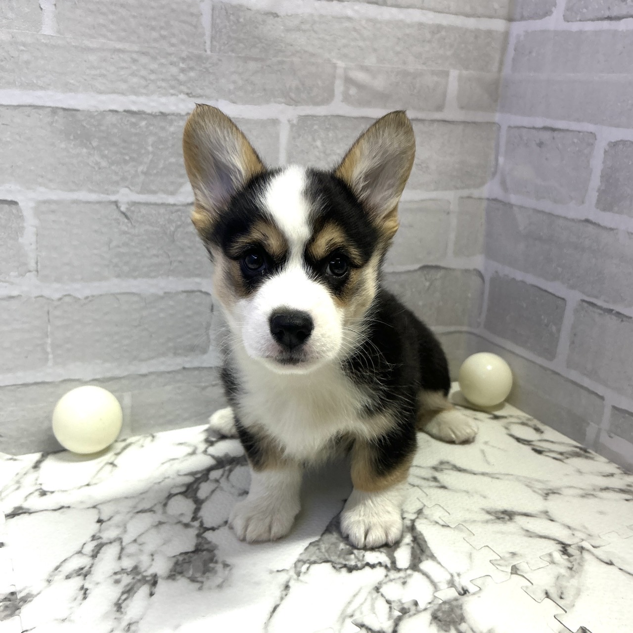 愛知県のウェルシュコーギーペンブローク (犬の家＆猫の里岡崎店/2025年9月15日生まれ/女の子/ブラックタンホワイト)の子犬の2枚目の画像