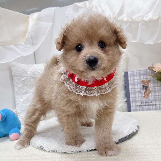 岐阜県のポメプー(ポメラニアン×プードル) (犬の家＆猫の里カラフルタウン岐阜店/2025年9月16日生まれ/男の子/アプリコットホワイト)の子犬の2枚目の画像