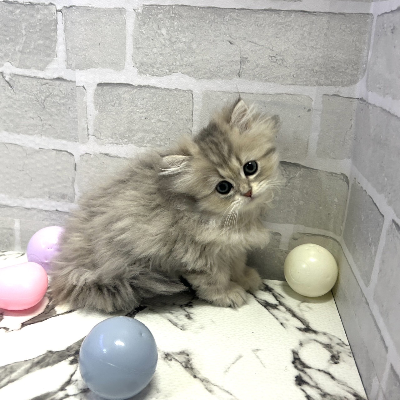 愛知県のスコティッシュストレート (犬の家＆猫の里岡崎店/2025年9月14日生まれ/男の子/シルバータビーホワイト)の子猫の2枚目の画像