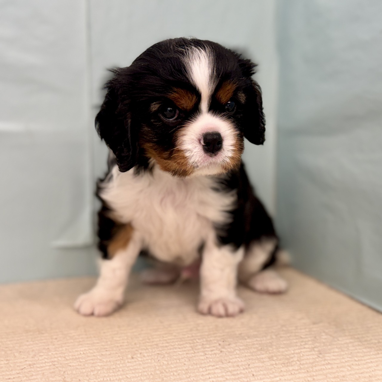 愛知県のキャバリアキングチャールズスパニエル (犬の家＆猫の里春日井本店/2025年9月15日生まれ/男の子/トライカラー)の子犬