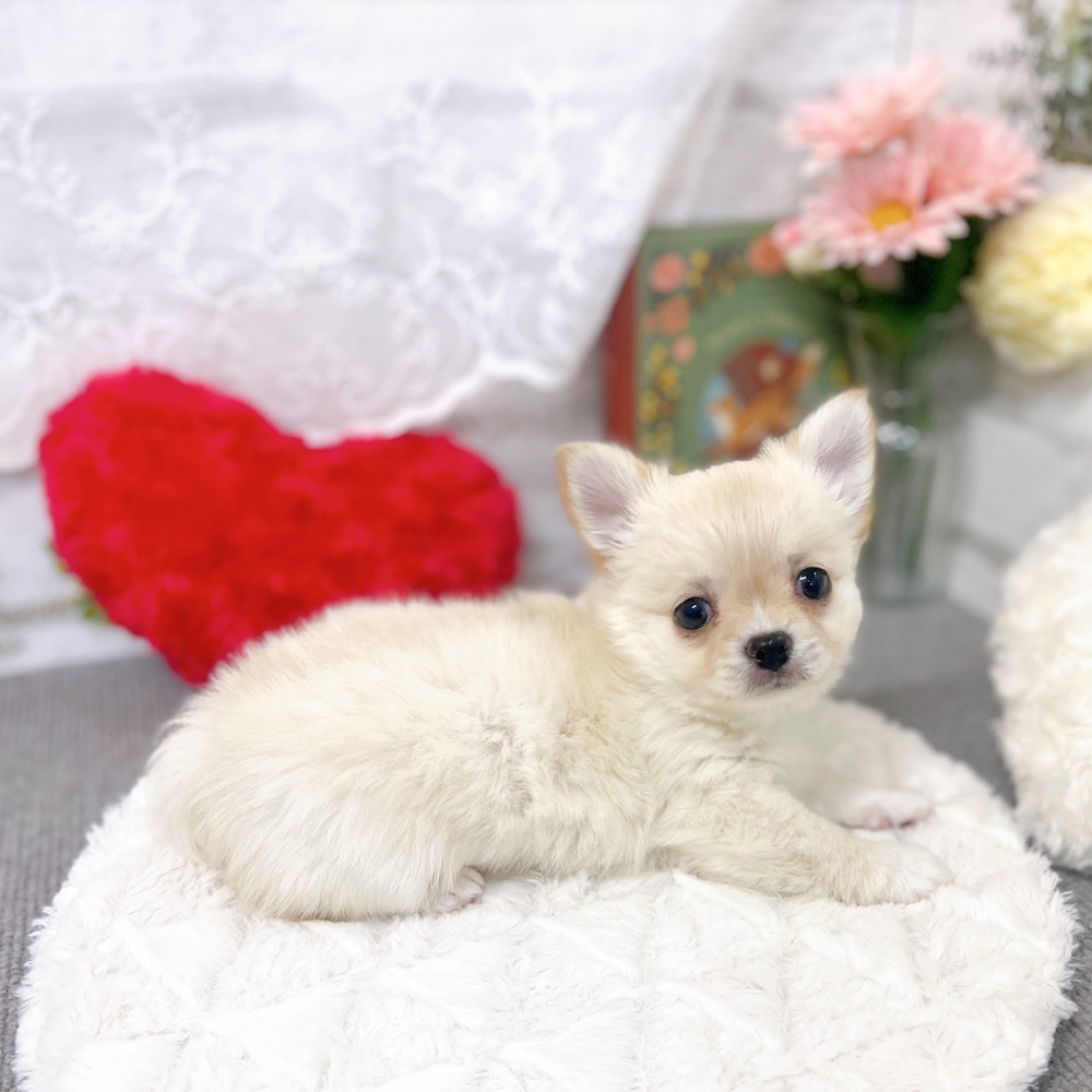 京都府のチワワ(ロング) (犬の家＆猫の里京都樟葉店/2025年9月15日生まれ/男の子/クリームホワイト)の子犬の2枚目の画像