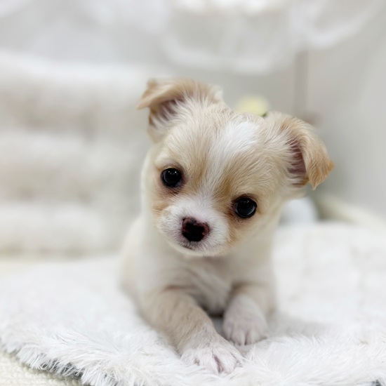 岐阜県のチワワ(ロング) (犬の家＆猫の里カラフルタウン岐阜店/2025年9月15日生まれ/女の子/クリームホワイト)の子犬の1枚目の画像