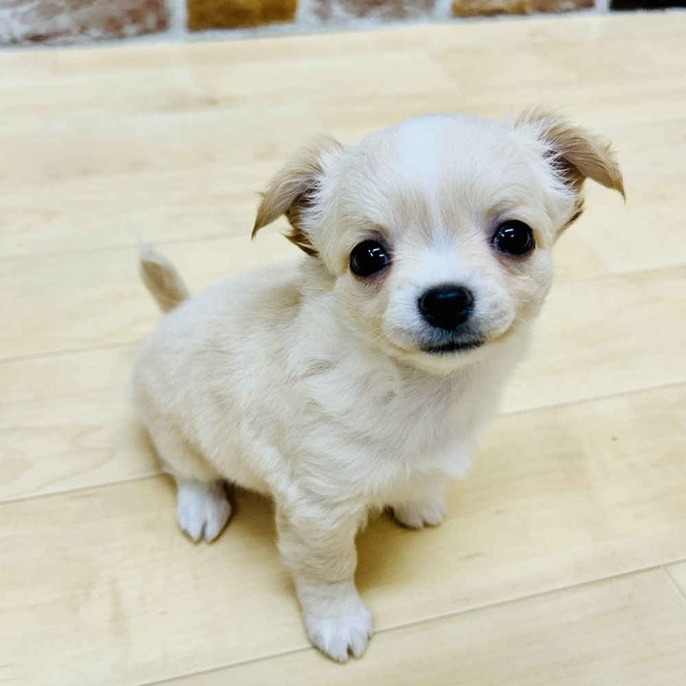 愛知県のチワワ(ロング) (犬の家＆猫の里七宝店/2025年9月15日生まれ/女の子/クリームホワイト)の子犬の2枚目の画像