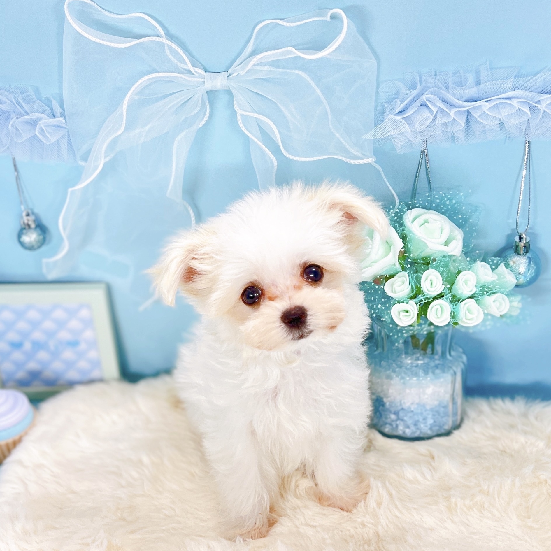 福井県のチワマル/マルチワ(チワワ×マルチーズ) (犬の家＆猫の里アミーゴ福井大和田店/2025年9月16日生まれ/男の子/クリームホワイト)の子犬の2枚目の画像