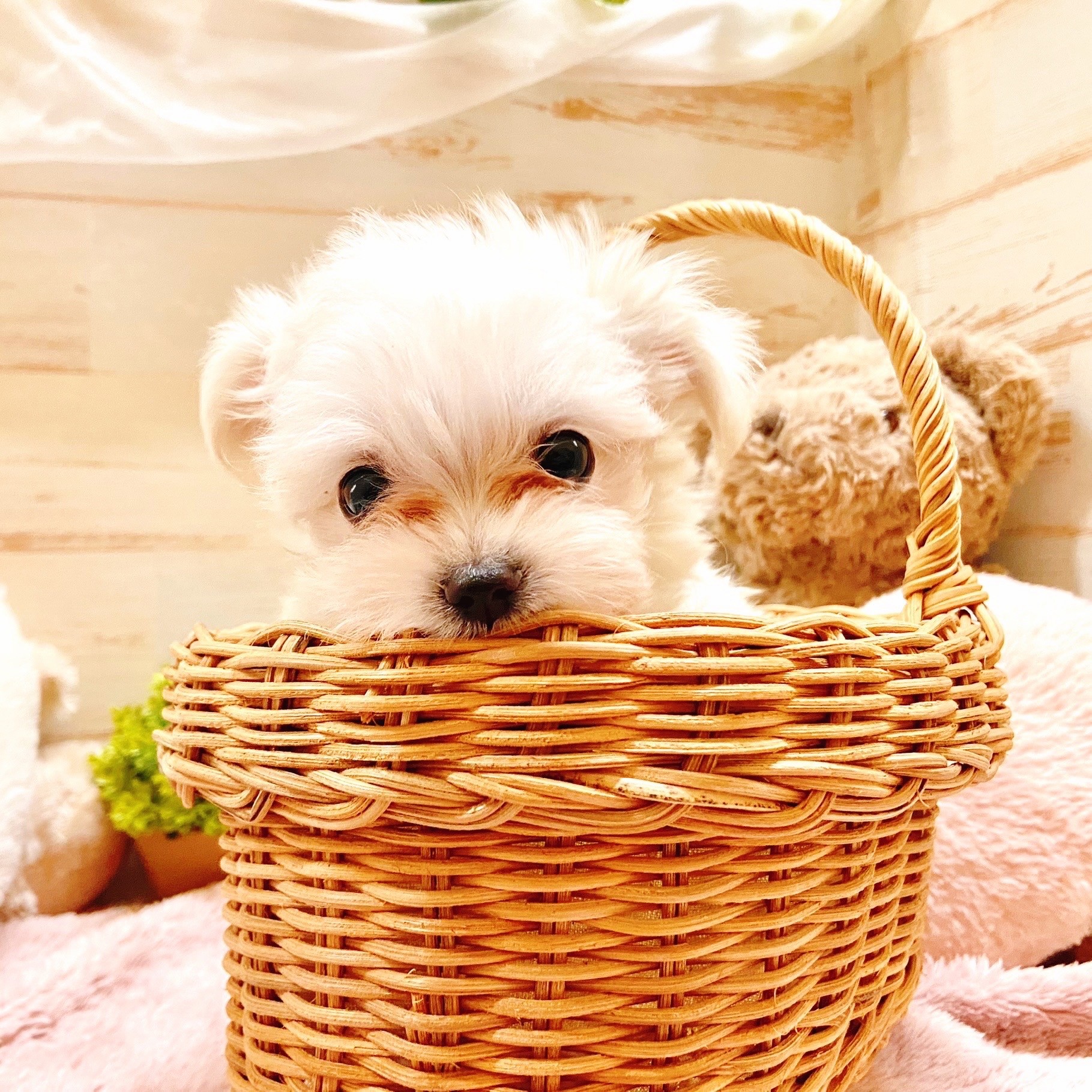 兵庫県のチワマル/マルチワ(チワワ×マルチーズ) (犬の家＆猫の里神戸店/2025年9月16日生まれ/女の子/ホワイトクリーム)の子犬の2枚目の画像