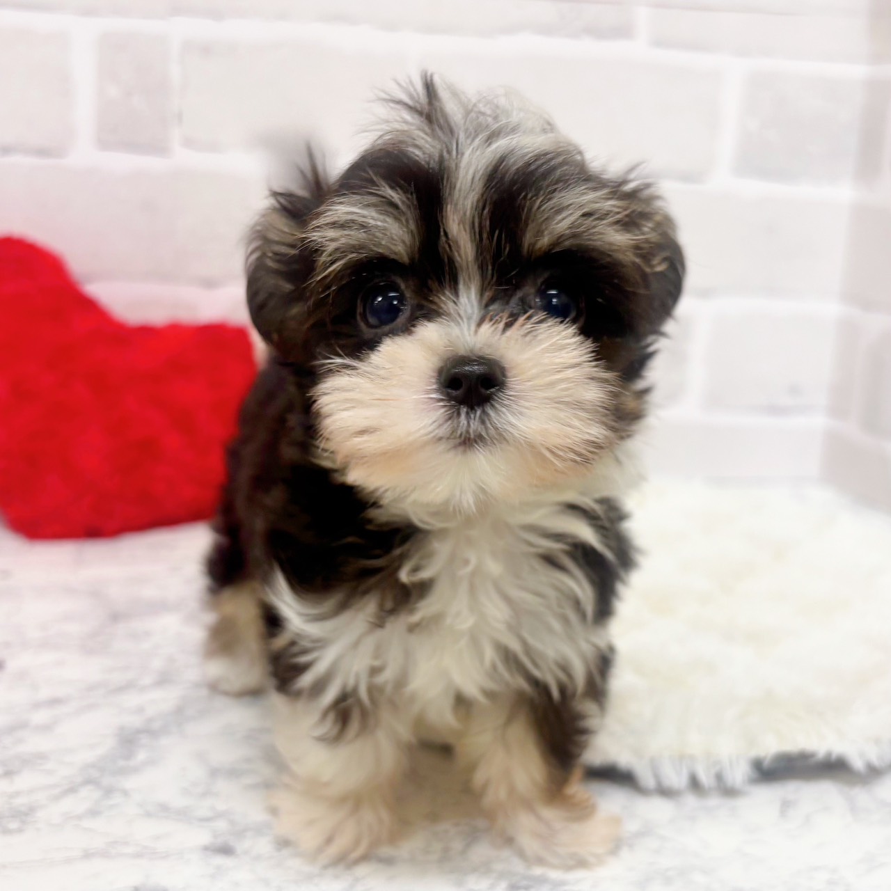 京都府のチワマル/マルチワ(チワワ×マルチーズ) (犬の家＆猫の里京都精華店/2025年9月16日生まれ/女の子/ブラッククリームホワイト)の子犬の2枚目の画像
