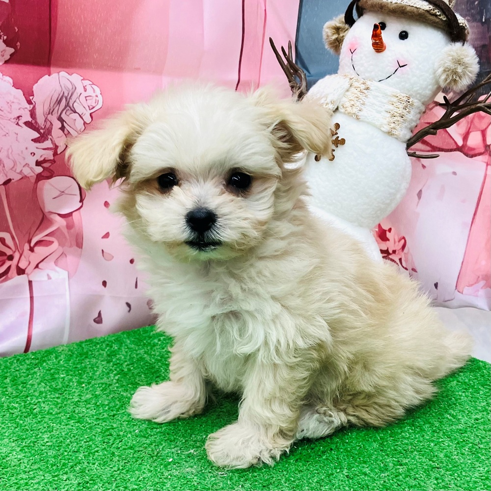 愛知県のマルプー(マルチーズ×プードル) (犬の家＆猫の里名古屋天白店/2025年9月17日生まれ/男の子/クリーム)の子犬の2枚目の画像