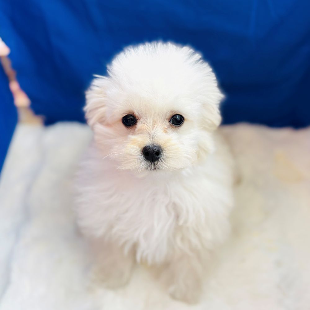 愛知県のマルプー(マルチーズ×プードル) (犬の家＆猫の里アミーゴ神の倉店/2025年9月17日生まれ/男の子/クリーム)の子犬の2枚目の画像