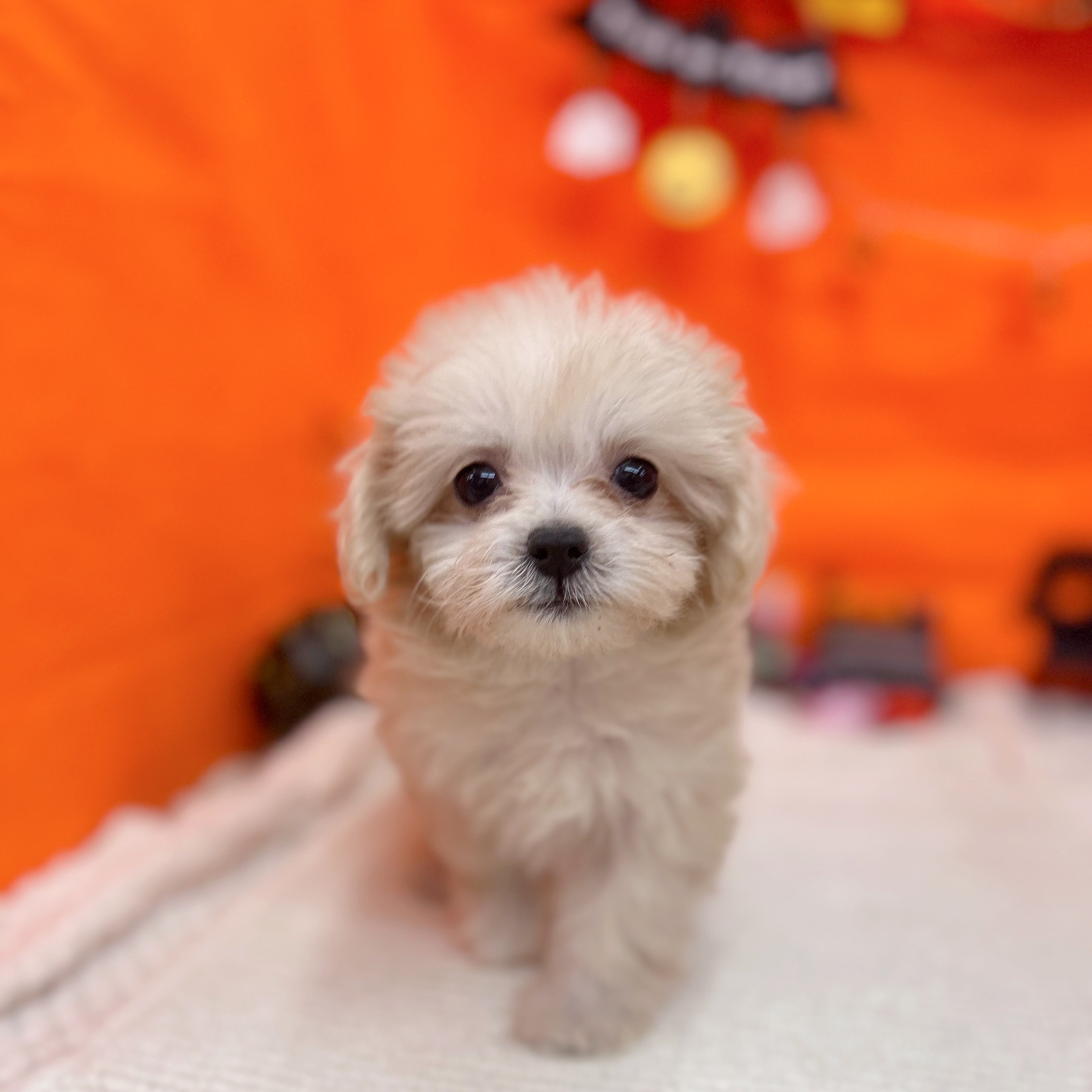 岐阜県のマルプー(マルチーズ×プードル) (犬の家＆猫の里岐南店/2025年9月17日生まれ/女の子/クリーム)の子犬の2枚目の画像