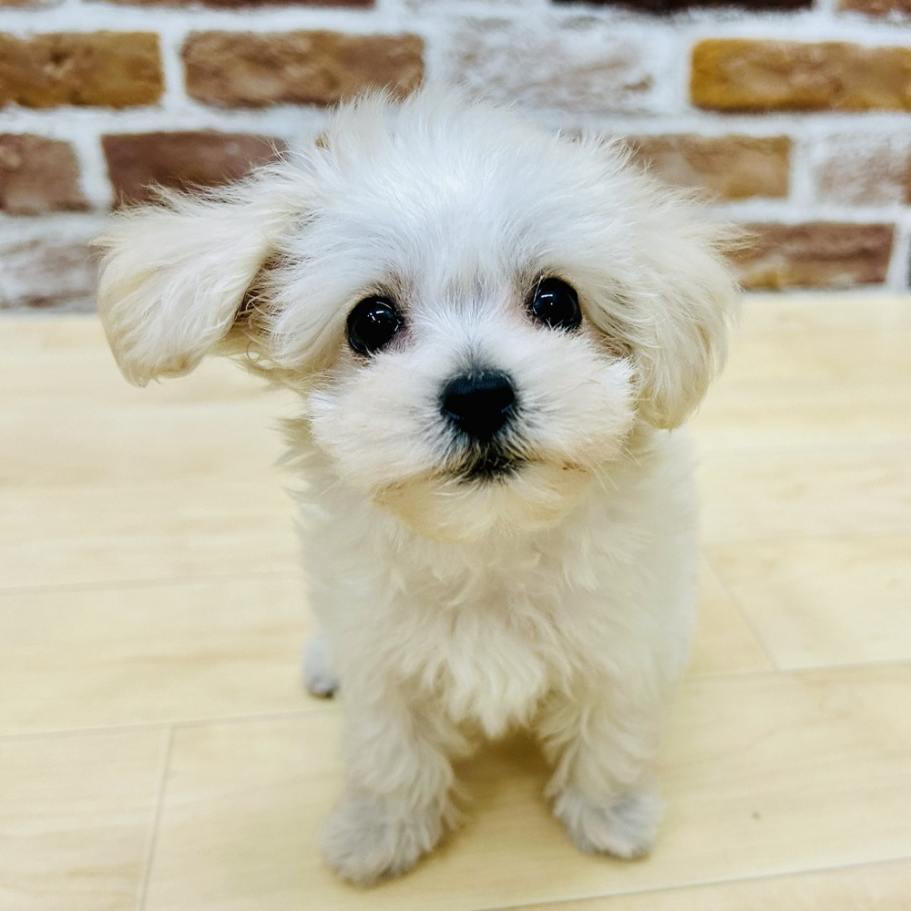 愛知県のマルプー(マルチーズ×プードル) (犬の家＆猫の里七宝店/2025年9月17日生まれ/女の子/クリーム)の子犬の2枚目の画像