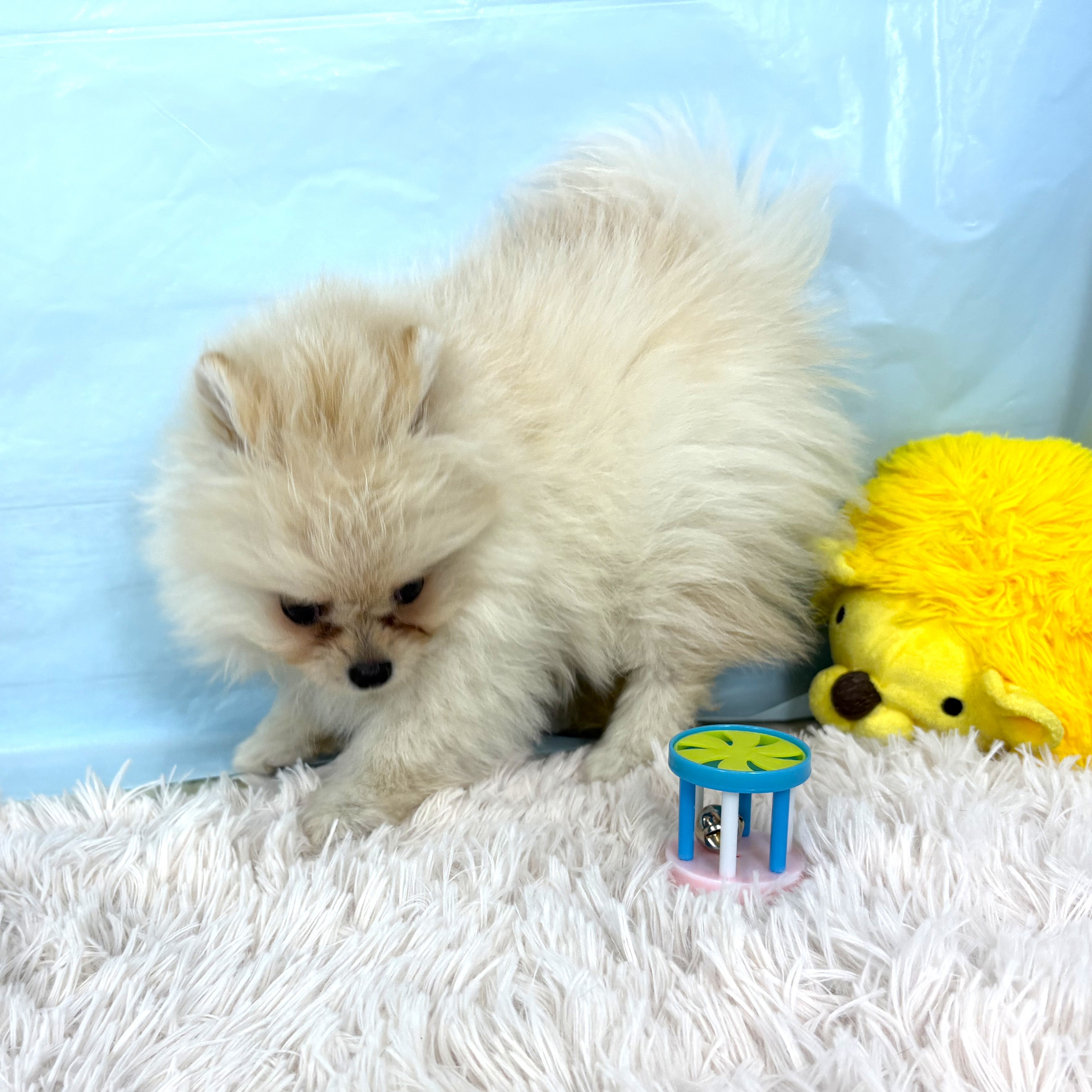 兵庫県のポメラニアン (犬の家＆猫の里川西店/2025年9月15日生まれ/女の子/クリーム)の子犬の2枚目の画像