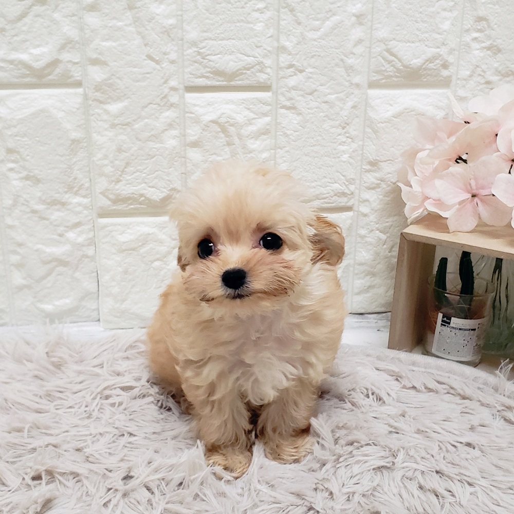 岡山県のチワプー/プーチー(チワワ×プードル) (犬の家＆猫の里岡山店/2025年9月15日生まれ/女の子/アプリコット)の子犬の2枚目の画像