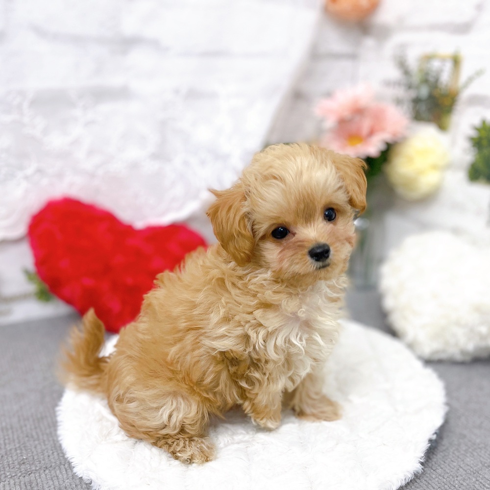 京都府のチワプー/プーチー(チワワ×プードル) (犬の家＆猫の里京都樟葉店/2025年9月15日生まれ/男の子/アプリコット)の子犬の2枚目の画像