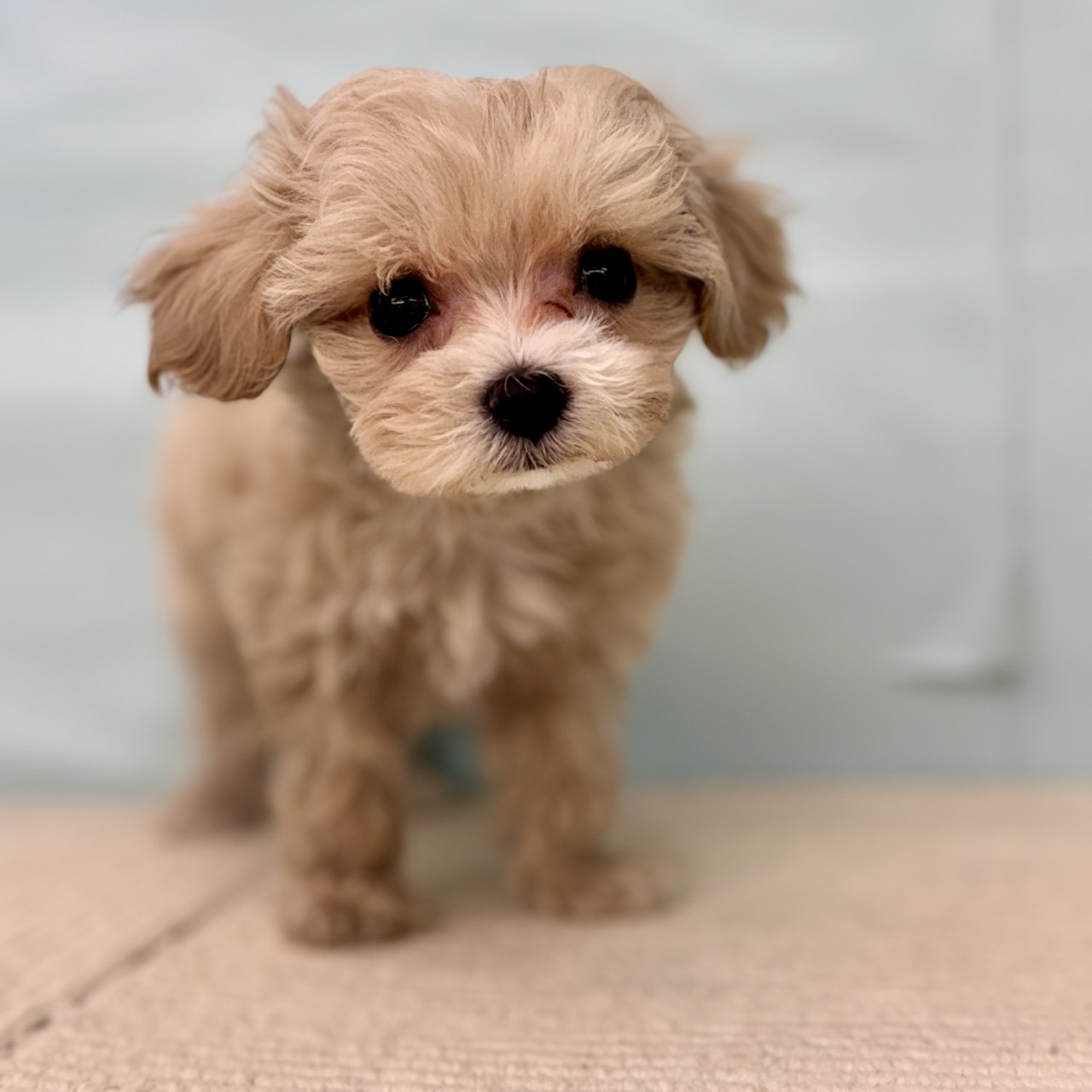 愛知県のマルプー(マルチーズ×プードル) (犬の家＆猫の里春日井本店/2025年9月17日生まれ/女の子/アプリコット)の子犬の2枚目の画像