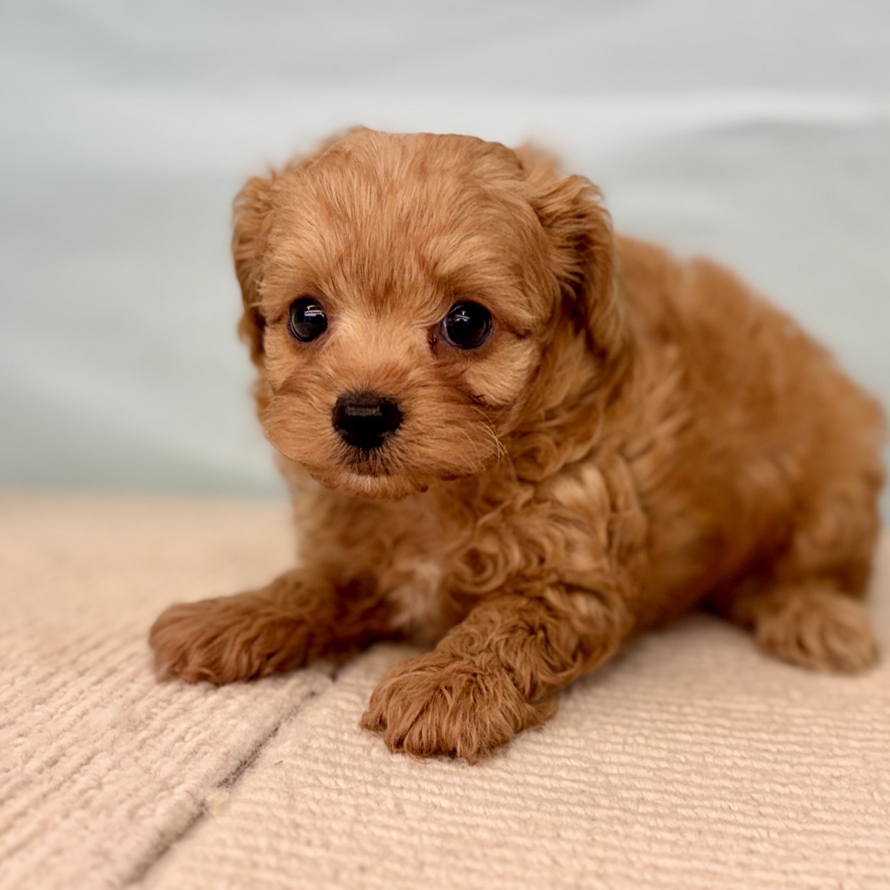 愛知県のポメプー(ポメラニアン×プードル) (犬の家＆猫の里春日井本店/2025年9月16日生まれ/男の子/レッド)の子犬の2枚目の画像