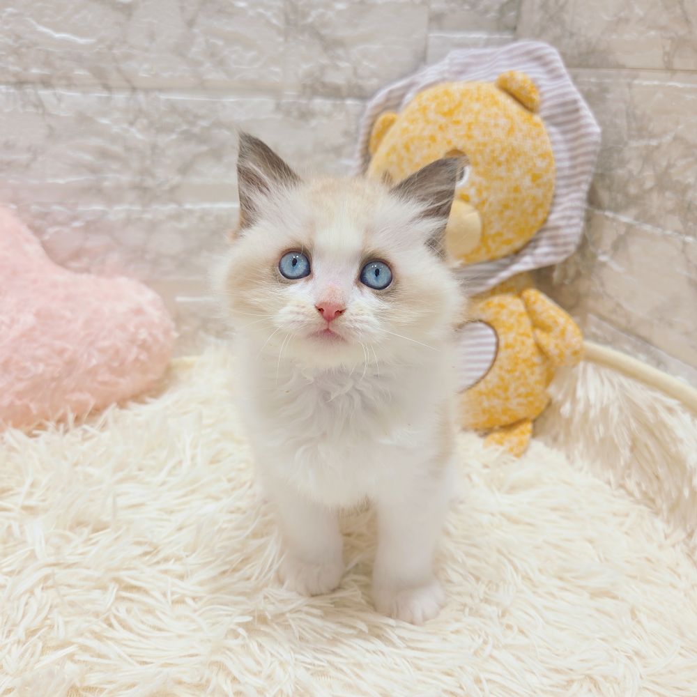 愛知県のラグドール (犬の家＆猫の里MiO香久山店/2025年9月16日生まれ/女の子/シールポイントバイカラー)の子猫の1枚目の画像