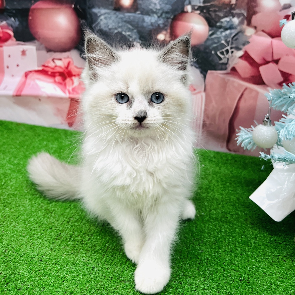 愛知県のラグドール (犬の家＆猫の里名古屋天白店/2025年9月16日生まれ/女の子/ブルーポイントバイカラー)の子猫の1枚目の画像