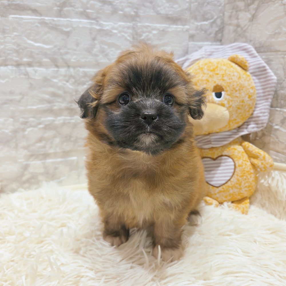 愛知県のポメズー/ポメシーズ(ポメラニアン×シーズー) (犬の家＆猫の里MiO香久山店/2025年9月17日生まれ/女の子/レッド)の子犬の1枚目の画像