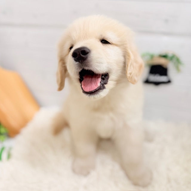 愛知県のゴールデンレトリバー (犬の家＆猫の里豊田店/2025年9月16日生まれ/男の子/ゴールデン)の子犬の2枚目の画像
