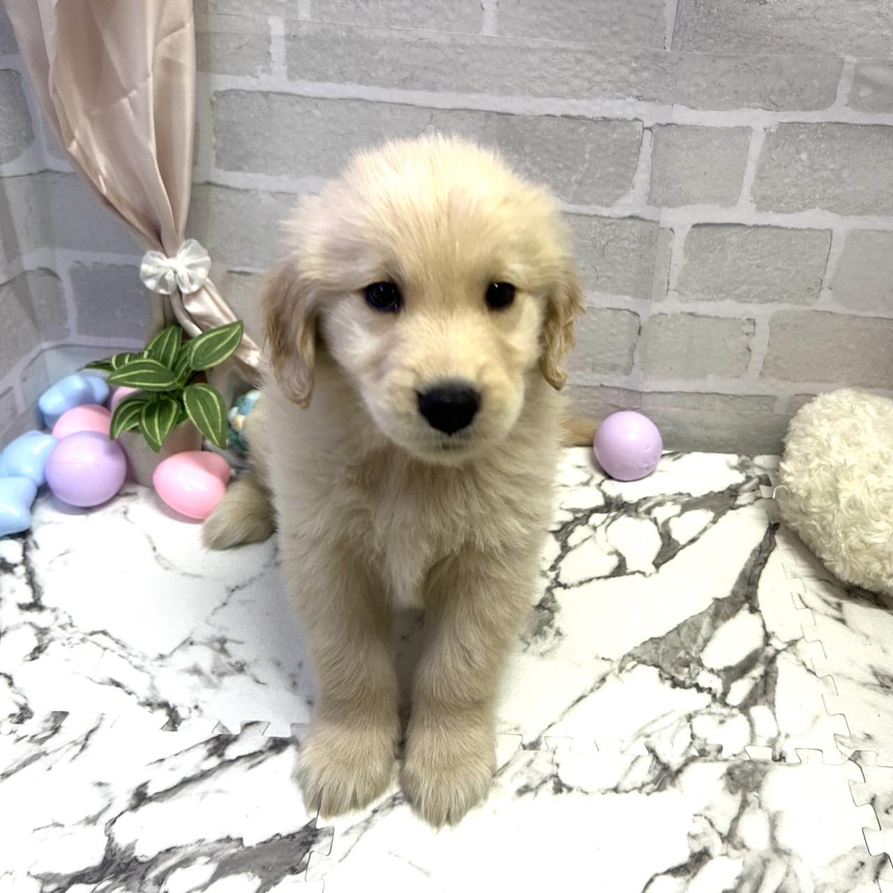 愛知県のゴールデンレトリバー (犬の家＆猫の里岡崎店/2025年9月16日生まれ/男の子/ゴールデン)の子犬の1枚目の画像