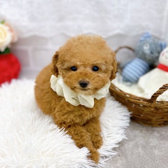 滋賀県のトイプードル(トイ) (犬の家＆猫の里長浜店/2025年9月18日生まれ/女の子/オレンジフォーン)の子犬の2枚目の画像