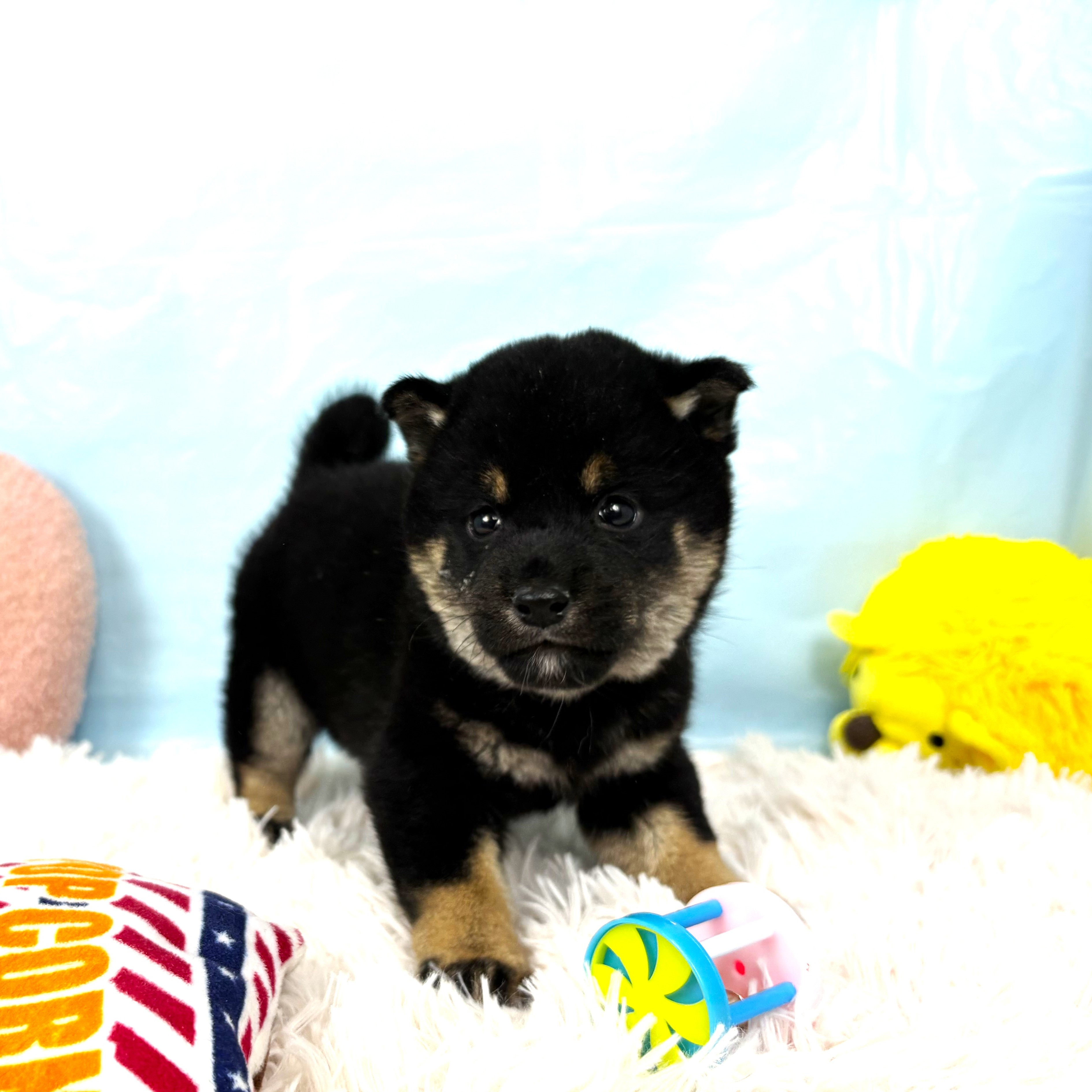 兵庫県の柴犬(標準サイズ) (犬の家＆猫の里川西店/2025年9月18日生まれ/男の子/黒)の子犬の2枚目の画像