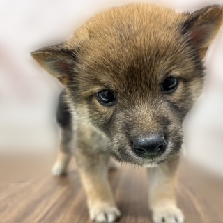 兵庫県の豆柴 (犬の家＆猫の里カナート西神戸店/2025年9月18日生まれ/男の子/赤)の子犬の2枚目の画像