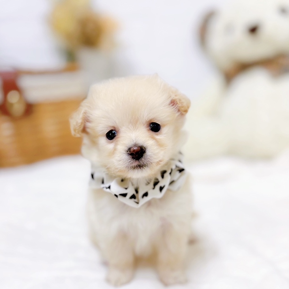 滋賀県のポメックス(ポメラニアン×ダックス) (犬の家＆猫の里近江八幡店/2025年9月16日生まれ/女の子/クリーム)の子犬の1枚目の画像