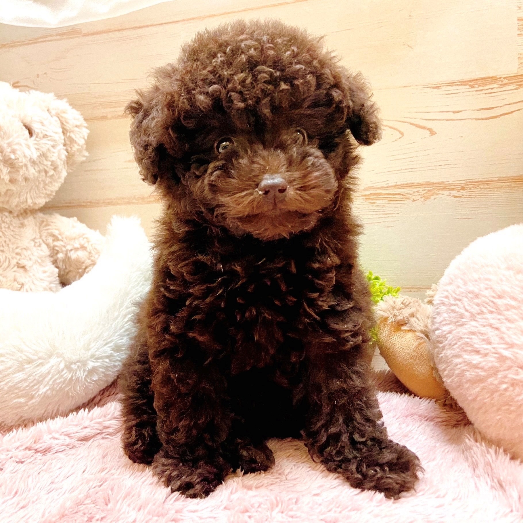 兵庫県のトイプードル(トイ) (犬の家＆猫の里神戸店/2025年9月16日生まれ/女の子/ブラウン)の子犬
