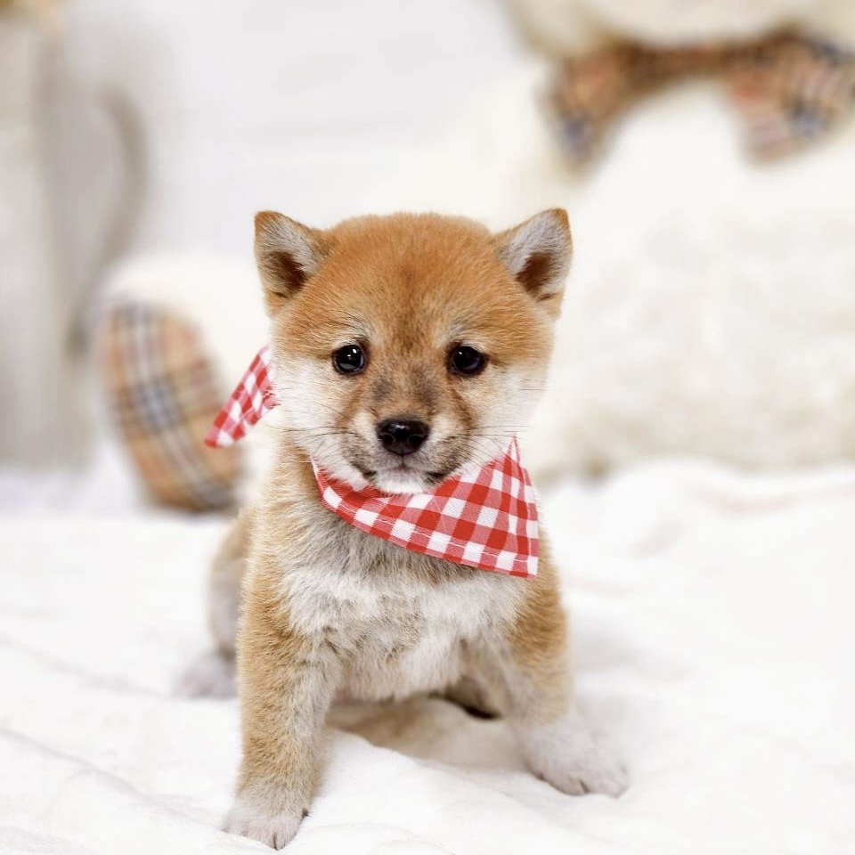 ネコちゃんと豆柴 ベビーヘアクリップ ヘアピン ヘアゴム 猫 犬 豆柴 動物 左右☆【匿名配送】豆柴のベビーヘアクリップ左右2個セット ヘアピン