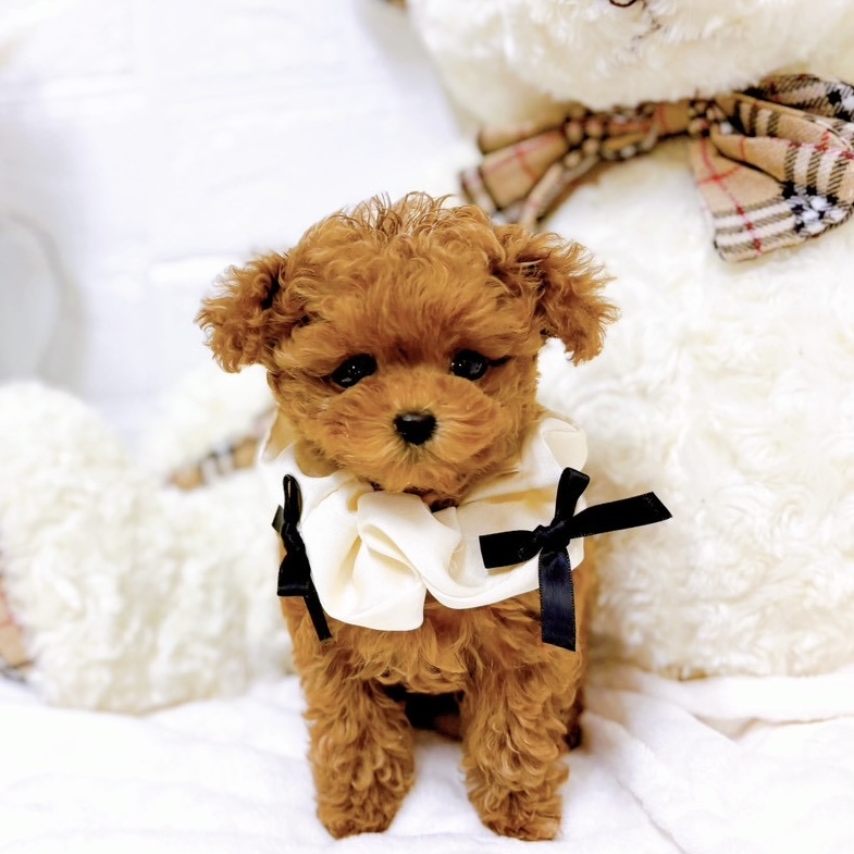 滋賀県のトイプードル(タイニー) (犬の家＆猫の里近江八幡店/2025年9月15日生まれ/女の子/レッドフォーン)の子犬