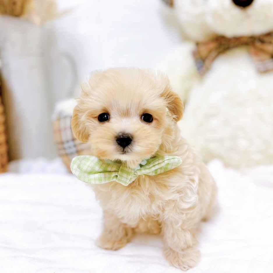 滋賀県のマルプー(マルチーズ×プードル) (犬の家＆猫の里近江八幡店/2025年9月17日生まれ/男の子/アプリコット)の子犬