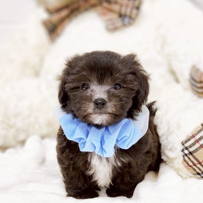 滋賀県のマルプー(マルチーズ×プードル) (犬の家＆猫の里近江八幡店/2025年9月16日生まれ/男の子/ブラック)の子犬の1枚目の画像