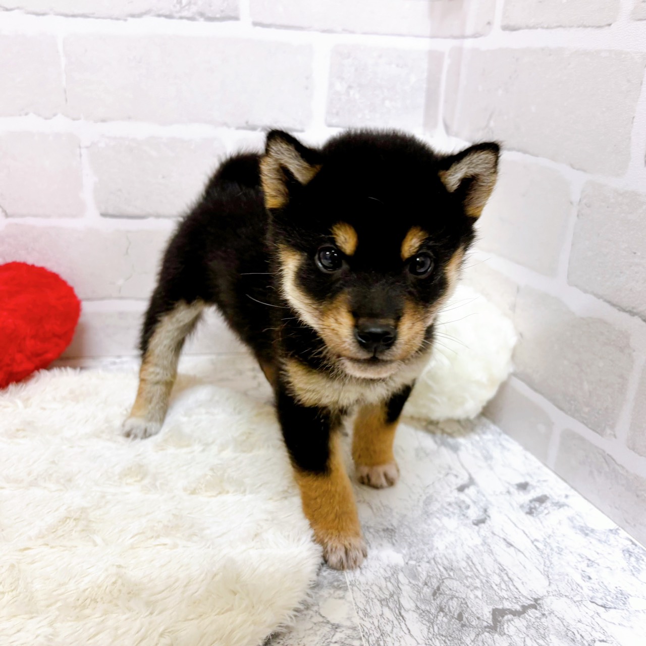 京都府の柴犬(標準サイズ) (犬の家＆猫の里京都精華店/2025年9月17日生まれ/女の子/黒)の子犬の2枚目の画像