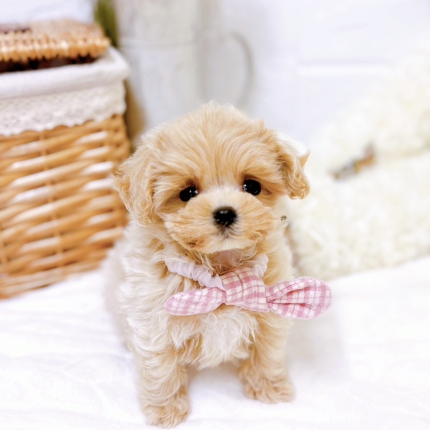 滋賀県のマルプー(マルチーズ×プードル) (犬の家＆猫の里近江八幡店/2025年9月17日生まれ/女の子/アプリコット)の子犬